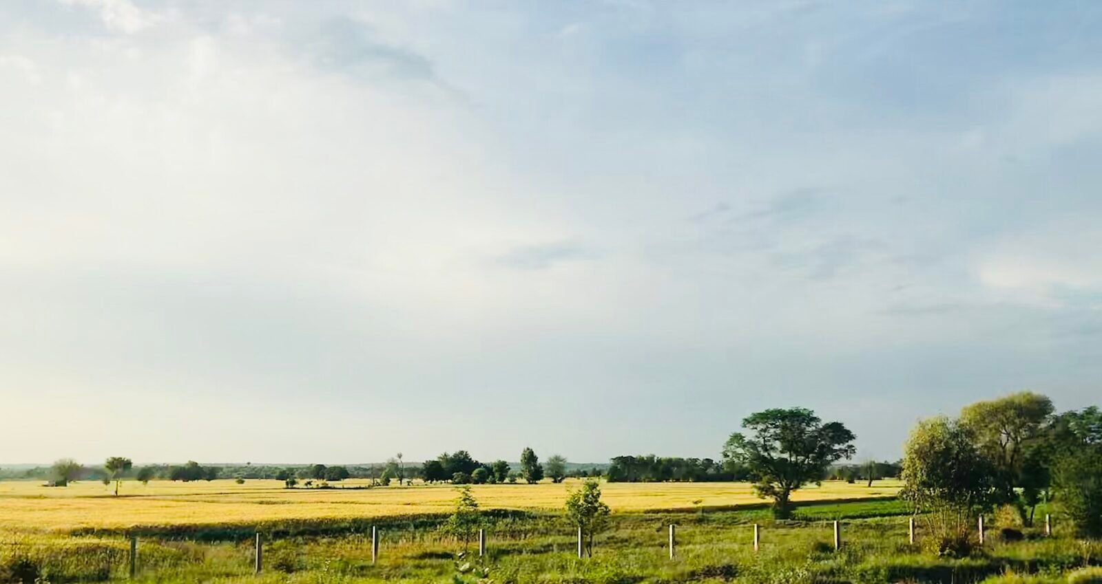 پنجاب میں گندم کے کھیت (فائل فوٹو)