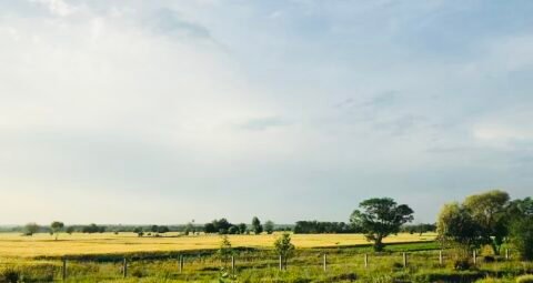 پنجاب میں گندم کے کھیت (فائل فوٹو)