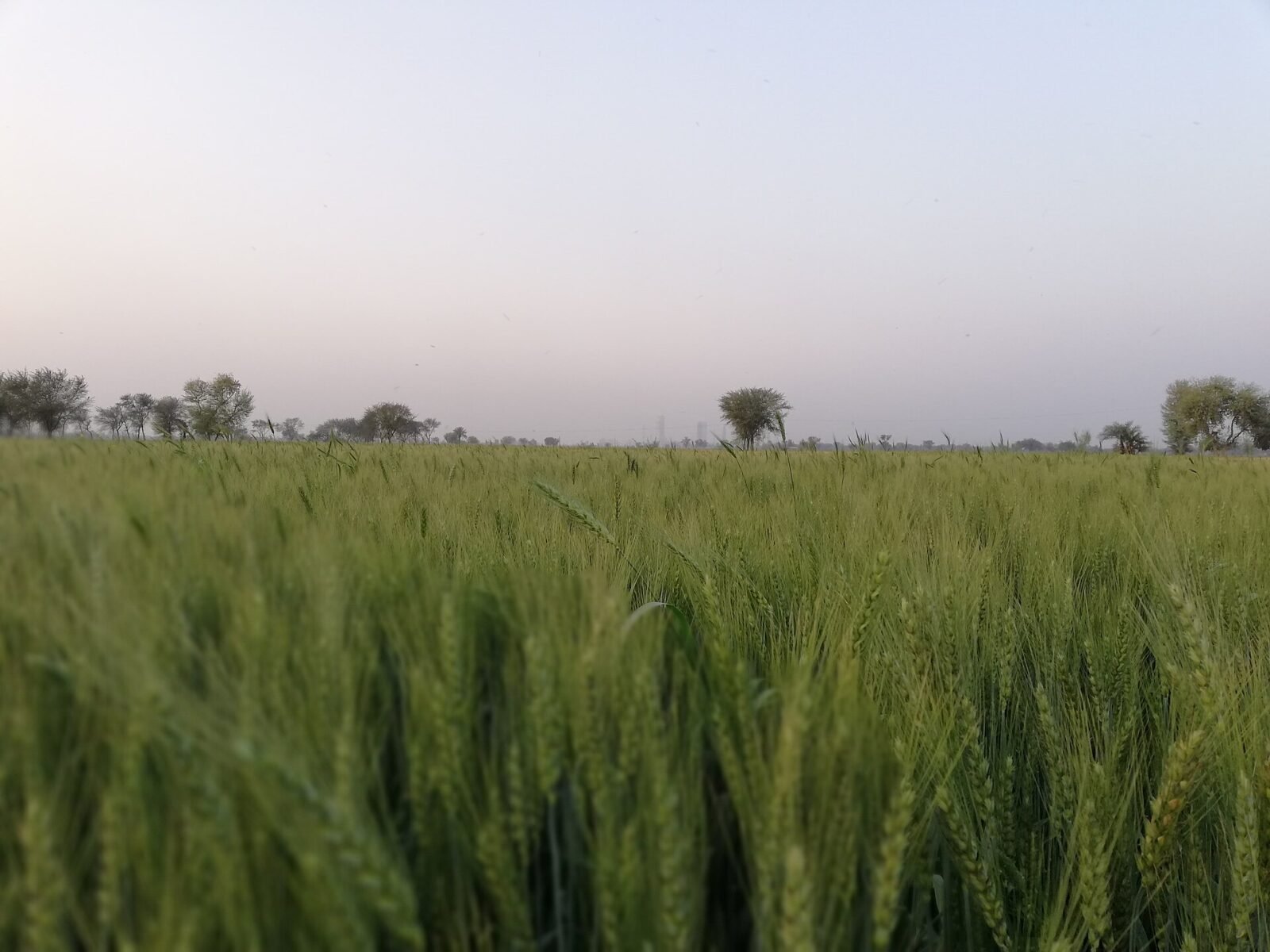 فائل تصویر: سندھ کے علاقے ڈہرکی میں گندم کی فصل