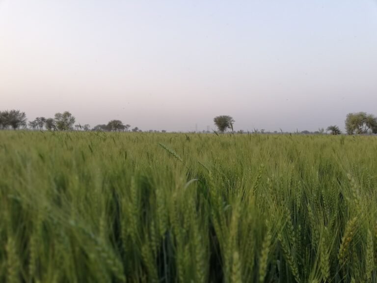 فائل تصویر: سندھ کے علاقے ڈہرکی میں گندم کی فصل
